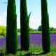 Cyprès de Provence 'Totem' (Cupressus Sempervirens)
