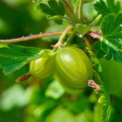 Groseillier à Maquereaux Blancs 'Hinnomaki' (Ribes Uva Cripsa)