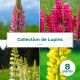Collections de 8 Lupins