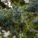 Genévrier de Virginie (Juniperus virginiana)