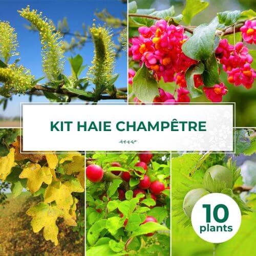 Kit Haie Champêtre - 10 Jeunes Plants