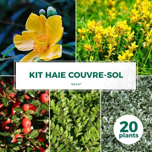 Kit Haie Couvre Sol - 20 Jeunes Plants