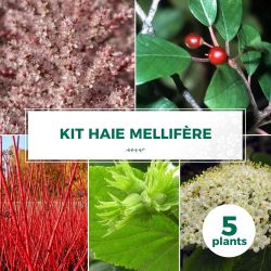 Kit Haie Mellifère - 5 Jeunes Plants