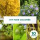 Kit Haie Colorée - 10 Jeunes Plants