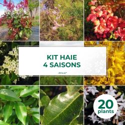 Kit Haie 4 Saisons - 20 Jeunes Plants