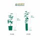 Kit Haie Croissance Rapide - 10 Jeunes Plants