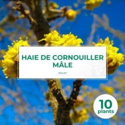 10 Cornouiller Mâle (Cornus Mas) - Haie de Cornouiller Mâle