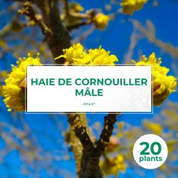 20 Cornouiller Mâle (Cornus Mas) - Haie de Cornouiller Mâle