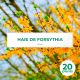 20 Forsythia (Forsythia X Intermedia 'Lynwood Gold') - Haie de Forsythia x Intermedia
