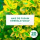 20 Fusain Emerald 'Gold' (Euonymus Fortunei 'Gold') - Haie Fusain Gold