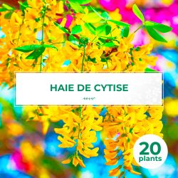 20 Cytise Commun (Laburnum Anagyroides) - Haie de Cytise