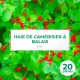 20 Camerisier à Balais (Lonicera Xylosteum) - Haie de Camerisier à Balais
