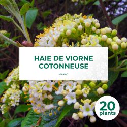 20 Viorne Cotonneuse (Viburnum Lantana) - Haie de Viorne Cotonneuse