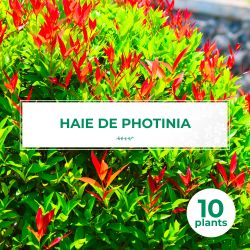 10 Photinia (Photinia Fraseri 'Red Robin') - Haie de Photinia Red Robin