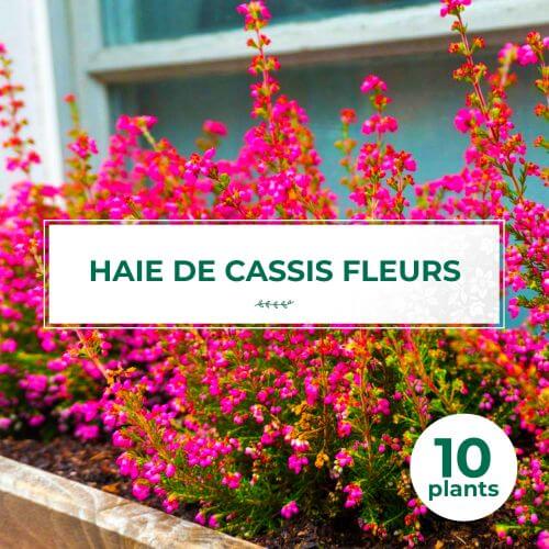 10 Cassis Fleurs (Ribes Sanguineum) - Haie de Cassis Fleurs