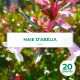 20 Abelia (Abélia Grandiflora) - Haie de Abelia