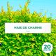 20 Charme Commun (Carpinus Betulus) - Haie de Charmille