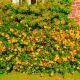 20 Millepertuis Arbustif 'Hidcote' (Hypericum 'Hidcote') - Haie Basse de Millepertuis Arbustif