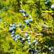 20 Genévrier De Virginie (Juniperus Virginiana) - Haie de Genévrier De Virginie