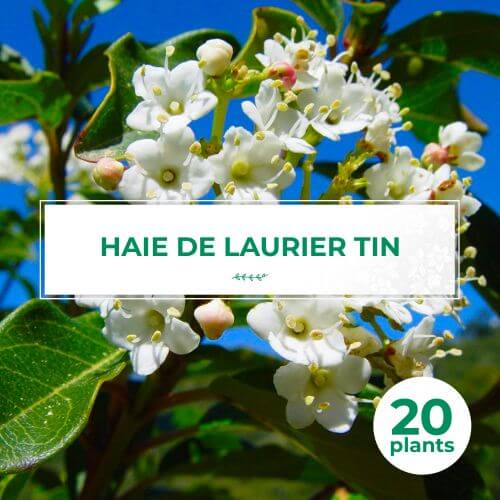 20 Laurier Tin (Viburnum Tinus) - Haie de Laurier Tin