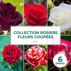 Collection 6 Rosiers fleurs coupées