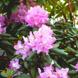 Rhododendron 'Bouquet de Flore' (Azalée Mollis)