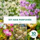 Kit Haie Parfumée - 10 Jeunes Plants