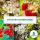 Kit Haie Gourmande - 5 Jeunes Plants