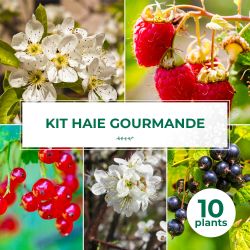 Kit Haie Gourmande - 10Jeunes Plants