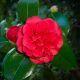 Camélia du Japon 'Kramer's Supreme' (Camellia japonica)
