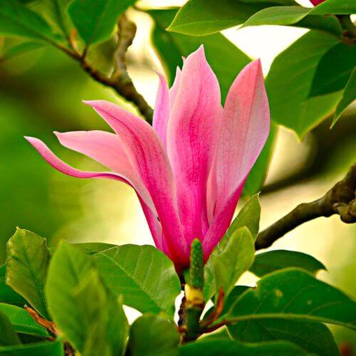 Magnolia à fleurs de lys 'Nigra' (Magnolia liliflora)