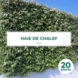 20 Chalef (Eleagnus Ebbingei) - Haie de Chalef