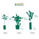Hortensia macrophylla so long Ebony "Monmar"® (Hydrangea macrophylla)